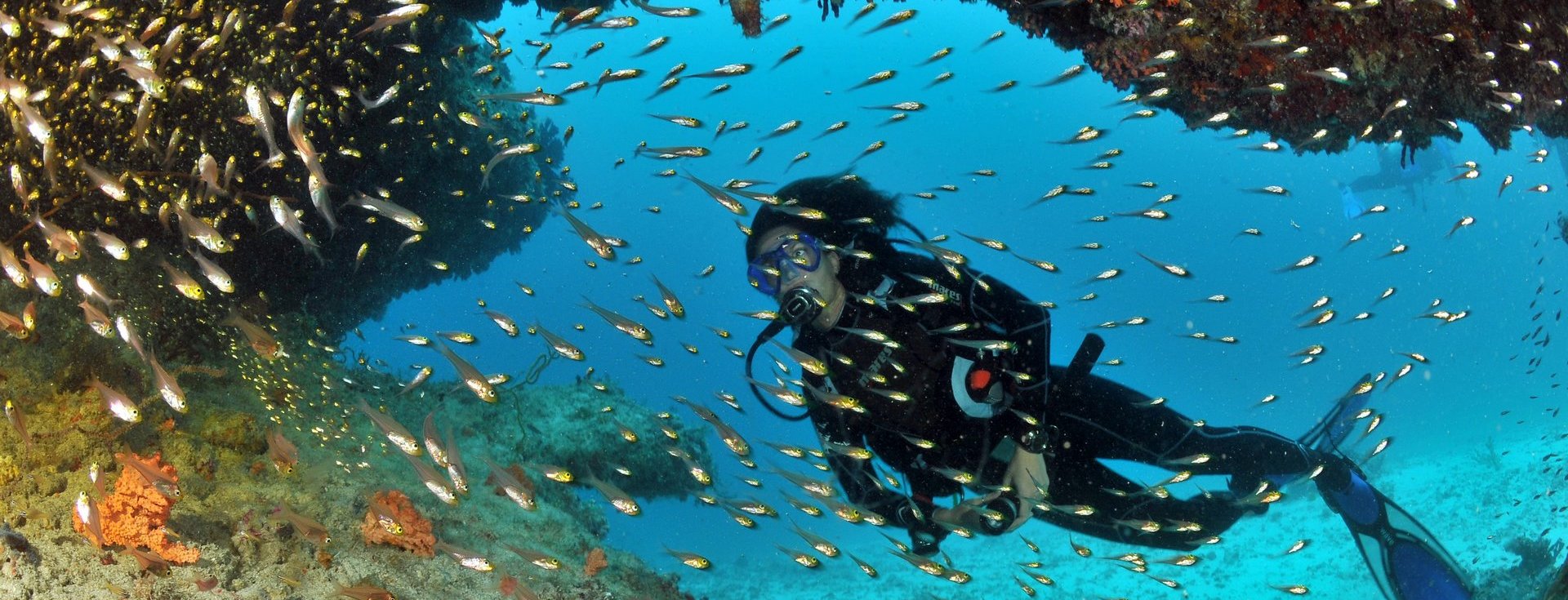 Admirez la beauté de la plongée sous-marine avec des poissons multicolores évoluant dans leur habitat naturel. Une immersion fascinante au cœur des fonds marins méditerranéens.